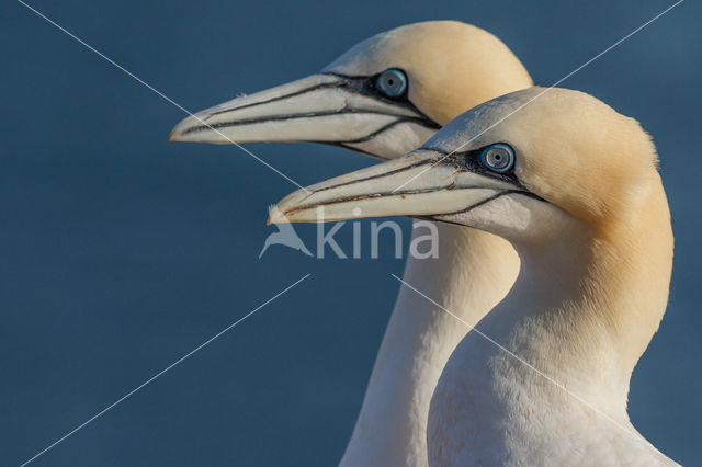 Northern Gannet (Morus bassanus)