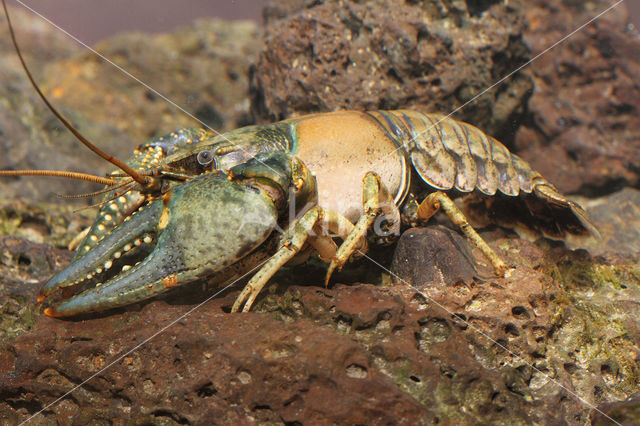 Geknobbelde Amerikaanse Rivierkreeft (Orconectes virilis)