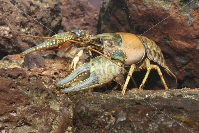 Geknobbelde Amerikaanse Rivierkreeft (Orconectes virilis)