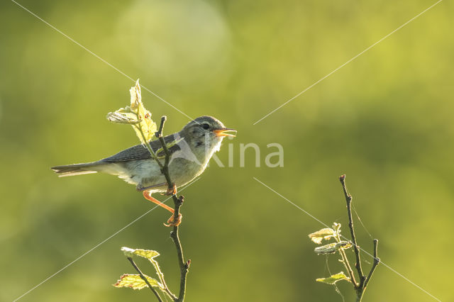 Willow Warbler (Phylloscopus trochilus)