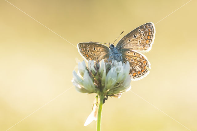 Common Blue (Polyommatus icarus)