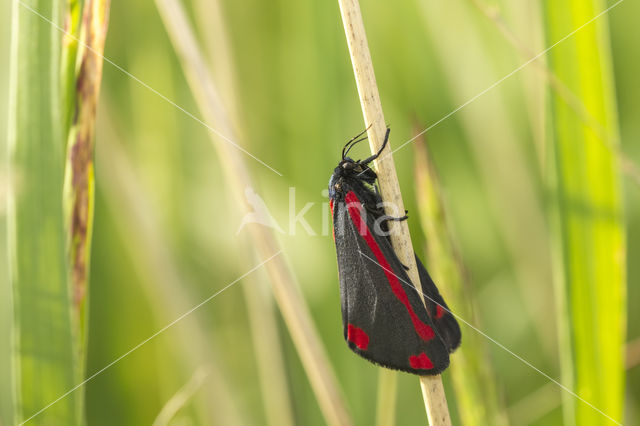 The Cinnabar (Tyria jacobea)