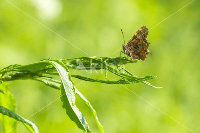 Comma (Polygonia c-album)