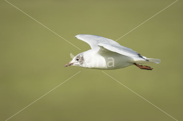 Black-headed Gull (Larus ridibundus)