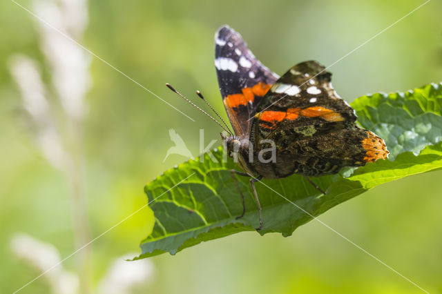 Red Admiral (Vanessa atalanta)