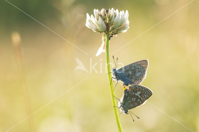 Common Blue (Polyommatus icarus)