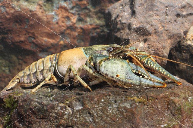 Virile Crayfish (Orconectes virilis)