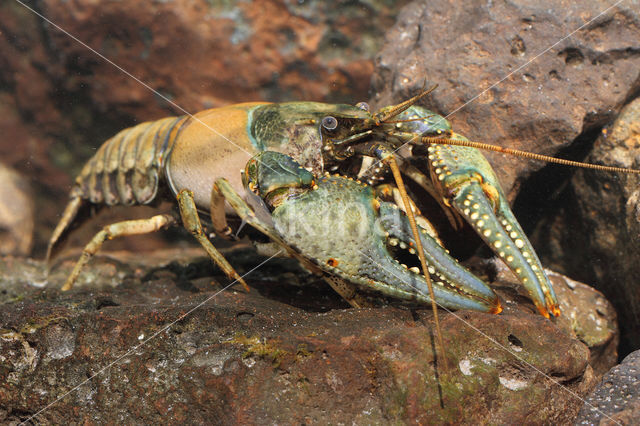 Geknobbelde Amerikaanse Rivierkreeft (Orconectes virilis)