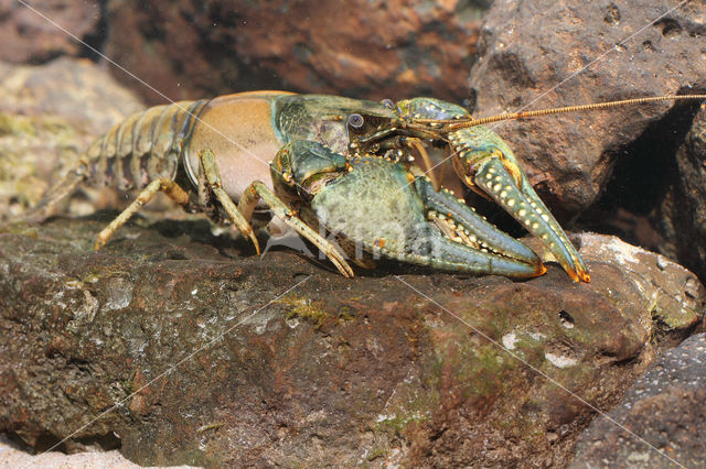 Virile Crayfish (Orconectes virilis)