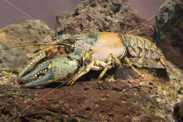 Virile Crayfish (Orconectes virilis)