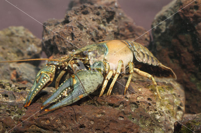 Virile Crayfish (Orconectes virilis)