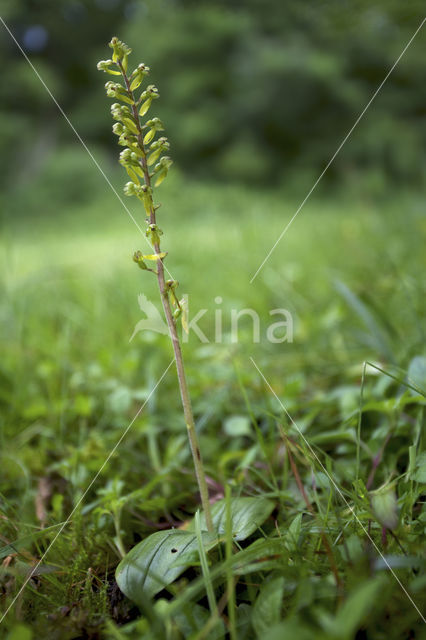 Grote keverorchis (Neottia ovata