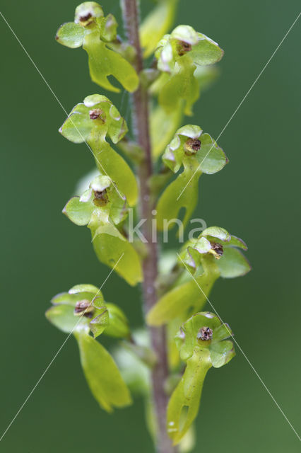 Common Twayblade (Neottia ovata