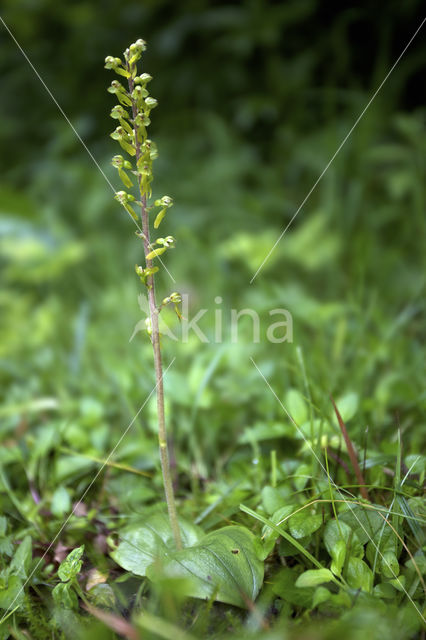 Grote keverorchis (Neottia ovata