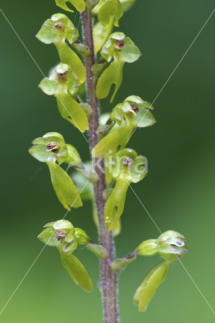 Grote keverorchis (Neottia ovata