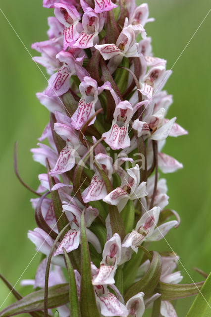 Vleeskleurige orchis (Dactylorhiza incarnata)