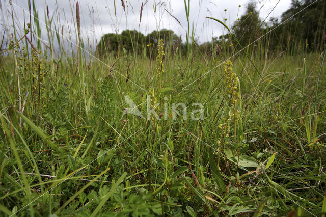 Common Twayblade (Neottia ovata