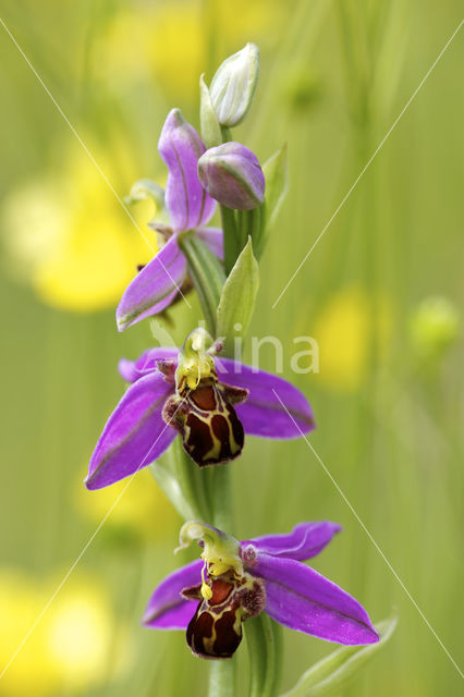 Bijenorchis (Ophrys apifera)