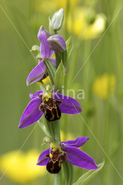 Bee Orchid (Ophrys apifera)