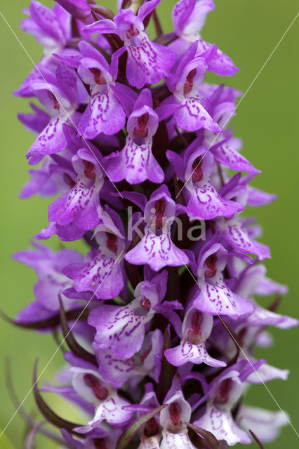 Southern Marsh-orchid (Dactylorhiza praetermissa)