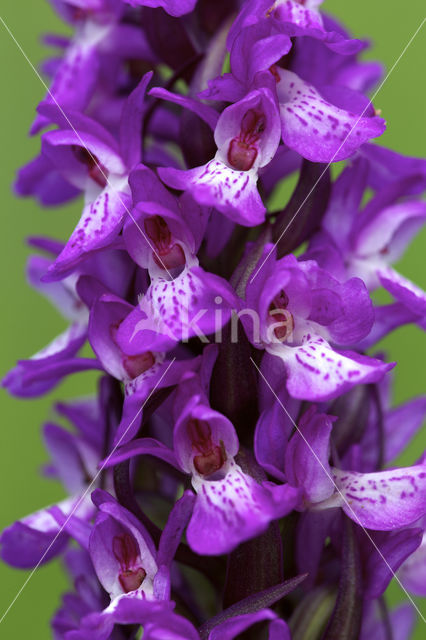 Southern Marsh-orchid (Dactylorhiza praetermissa)