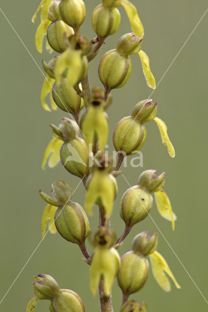 Common Twayblade (Neottia ovata