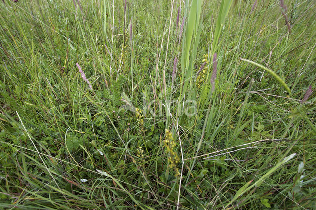 Common Twayblade (Neottia ovata
