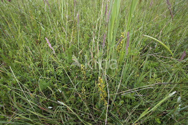 Grote keverorchis (Neottia ovata