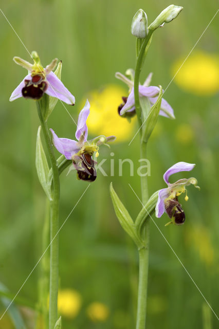 Bijenorchis (Ophrys apifera)