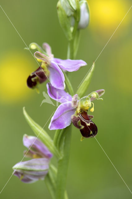 Bijenorchis (Ophrys apifera)