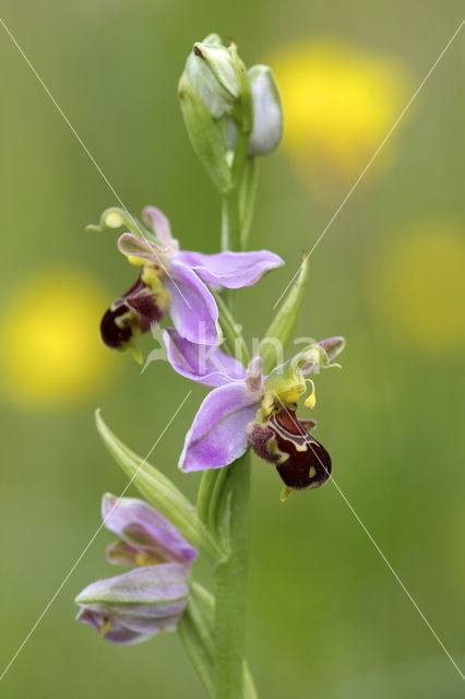 Bijenorchis (Ophrys apifera)