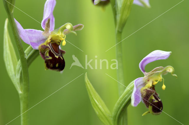 Bijenorchis (Ophrys apifera)