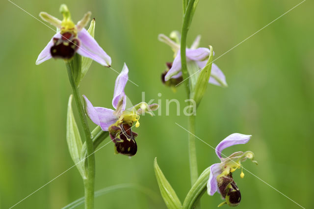 Bijenorchis (Ophrys apifera)