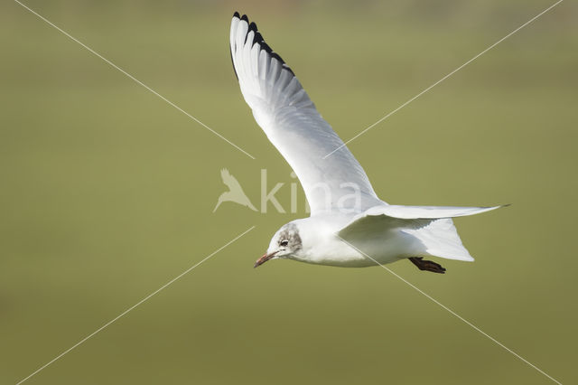 Black-headed Gull (Larus ridibundus)