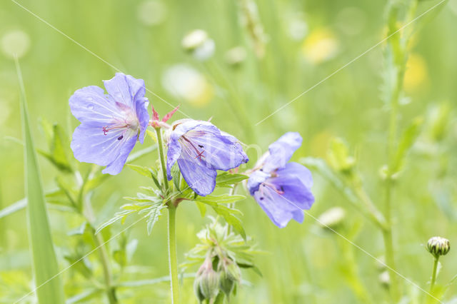 Beemdooievaarsbek (Geranium pratense)