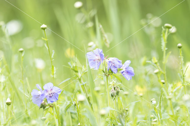 Beemdooievaarsbek (Geranium pratense)