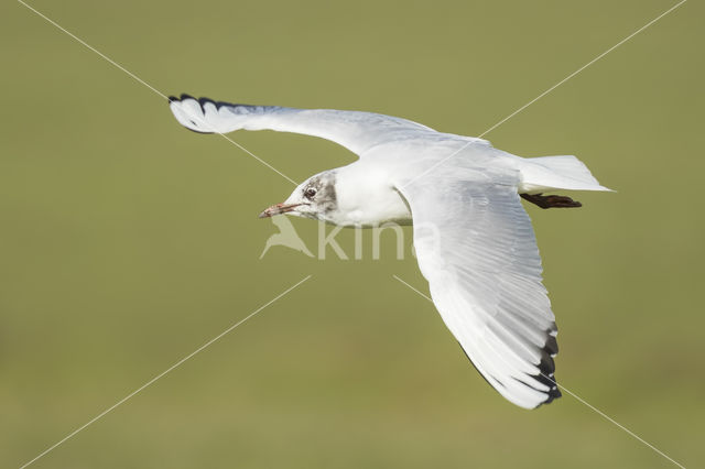 Black-headed Gull (Larus ridibundus)