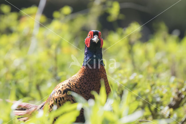 Ring-necked Pheasant (Phasianus colchicus)