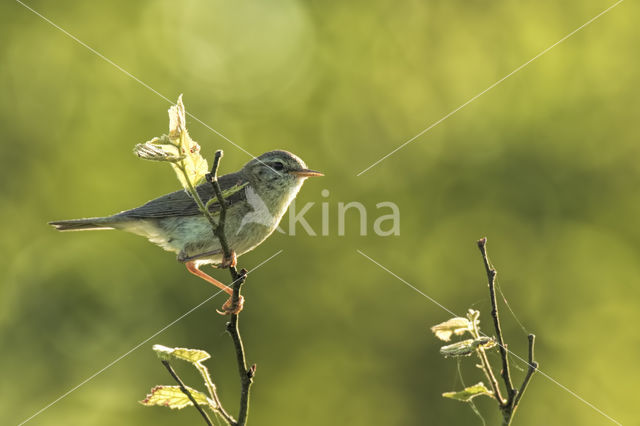 Willow Warbler (Phylloscopus trochilus)