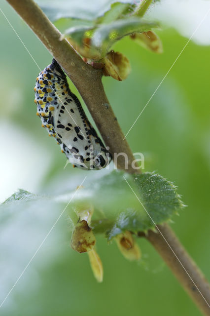 Scarce Fritillary (Euphydryas maturna)