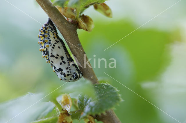 Roodbonte parelmoervlinder (Euphydryas maturna)