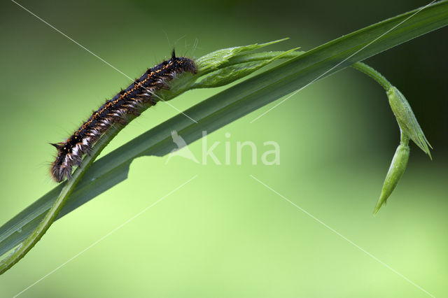 The Drinker (Euthrix potatoria)