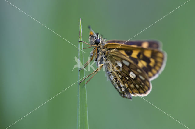 Bont dikkopje (Carterocephalus palaemon)