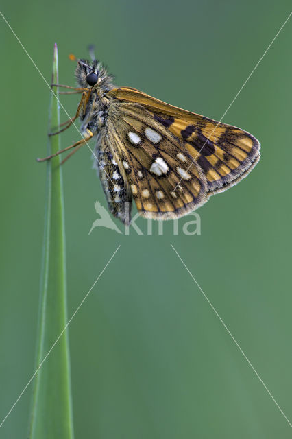 Bont dikkopje (Carterocephalus palaemon)