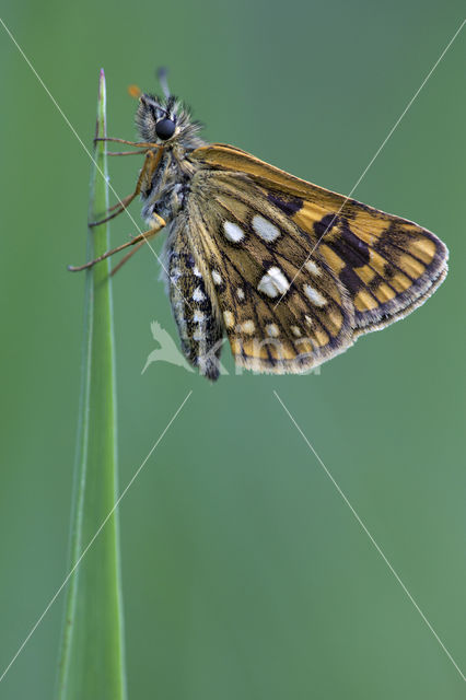 Bont dikkopje (Carterocephalus palaemon)