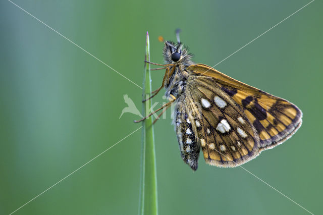 Bont dikkopje (Carterocephalus palaemon)