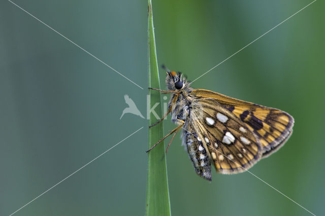 Bont dikkopje (Carterocephalus palaemon)