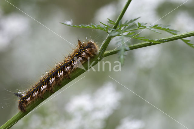 The Drinker (Euthrix potatoria)