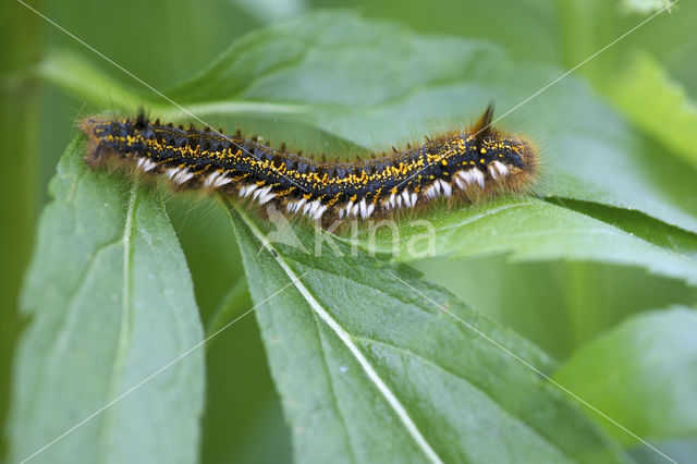 Rietvink (Euthrix potatoria)