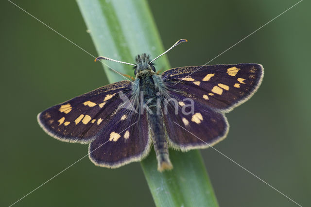 Bont dikkopje (Carterocephalus palaemon)